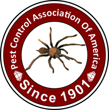 Spider Image 1
