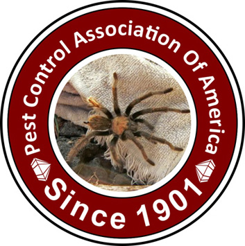 Spider Image 2